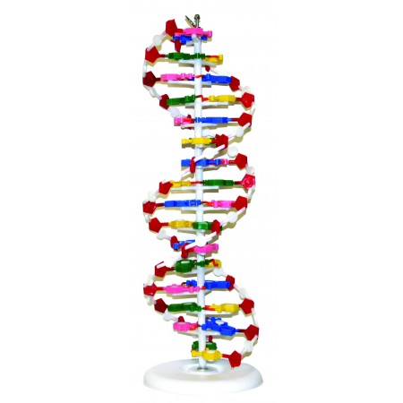 VADNA1 DNA Model
