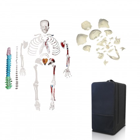 VBM-B10 Disarticulated Skeleton & Disarticulated Skull Set with Carrying Case