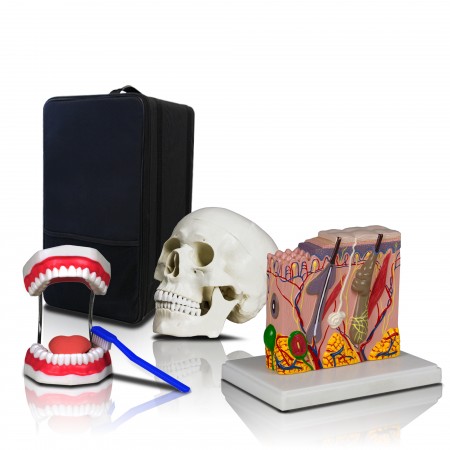 VBM-B1 Set of Three Human Anatomy Models - Teeth, Skull & Skin with Carrying Case