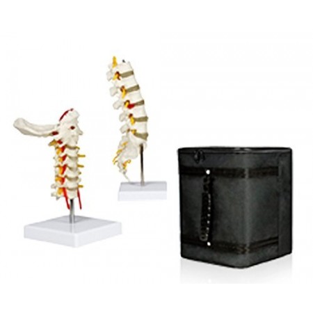 VBM-B4 Cervical Spinal Column & Lumbar Spinal Column Set with Carrying Case 