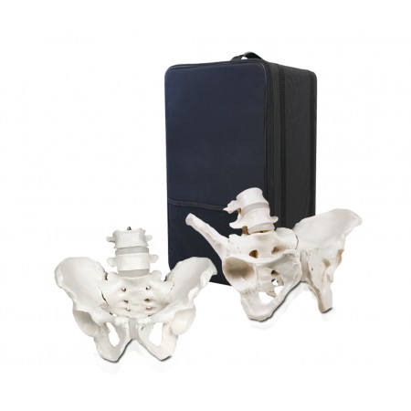 VBM-B6 Male and Female Pelvis Skeleton Set with Carrying Case