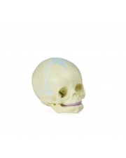 VAL222 Human Fetal Skull 