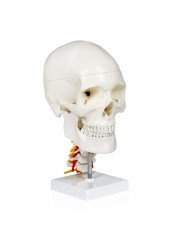VAL238 Human Skull with Cervical Spine 