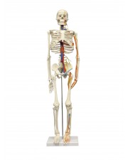 VAS241 Half Size 33" Human Skeleton w/Nerves and Arteries 