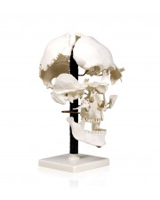 VAL250 Beauchene Human Skull 