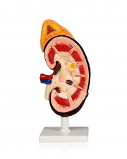 VAU424 Kidney w/Adrenal Gland - 2X, 2 Parts 