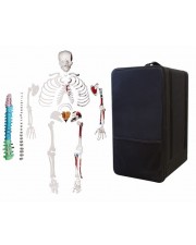 VAS247-CC0 Full-Size Disarticulated Human Skeleton with Muscles, Color-Coded Spinal Column & Storage Case 