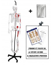 VAS200H-DC Hanging Full Size 66" Human Skeleton with Muscles and Thick Zip Dust Cover 
