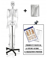 VAS201-DC Full Size 66" Human Skeleton with Thick Zip Dust Cover 