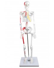 VAS204 Half-Size 33" Human Skeleton with Muscles 