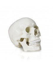VAL207-A Life-Size Human Skull 