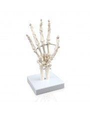 VAJ210 Hand Bone Model 