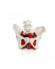 VAP216 Female Pelvic Bones with Organs 