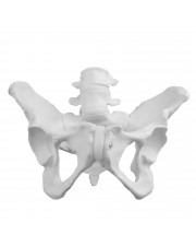VAP217 Female Pelvic Bones 