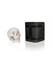 VAL221-CC3 Numbered Human Skull with Carrying Case 