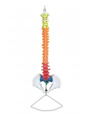 VAV223 Flexible Spinal Column with Color-Coded Regions 