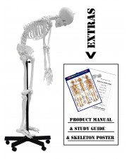 VAS229 Full Size 67" Flexible Human Skeleton 