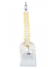 VAV237 Mini Human Spinal Column 