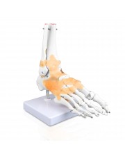 VAJ240 Foot Bone Model with Ligaments  