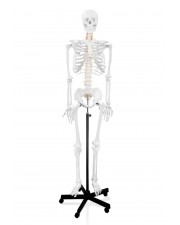 VAS244 66" Full-Size Human Skeleton with Nerve Endings & Arteries 