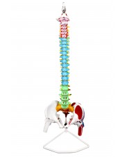 VAV245 Life-Size Flexible Spinal Column with Color-Coded Regions & Muscles 