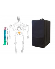 VAS246-CC0 Full-Size Disarticulated Human Skeleton with Color-Coded Spinal Column & Storage Case 