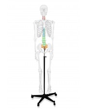 VAS248 66" Full-Size Skeleton with Color-Coded Spinal Column 