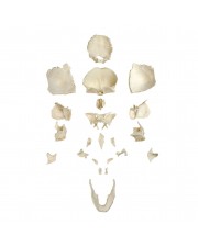 VAL251 Disarticulated Human Skull  