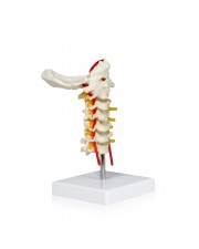 VAV261 Cervical Spinal Column 
