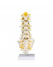 VAV262 Lumbar Spinal Column  