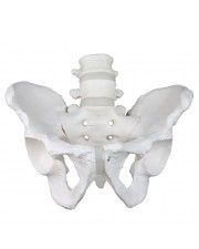 VAP270 Male Pelvic Bones 