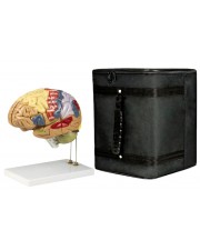 VAB400-CC3 Color-Coded Human Brain with Carrying Case 
