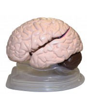 VAB401-8 Life Size Brain Model - 8 Parts 
