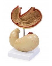 VAD421 Life Size Stomach Model 
