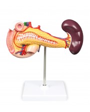 VAD423-N Pancreas, Duodenum & Spleen 
