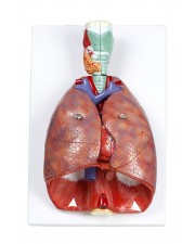 VAR427 Human Respiratory System 