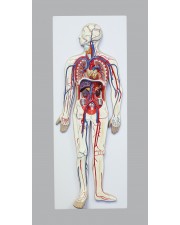 VAC432-N Human Circulatory System 