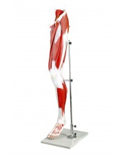 VAM434-N Muscles of Human Leg 