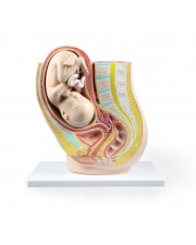 VAO447-N Pregnancy Pelvis with Mature Fetus - 2 Parts 