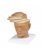 VAH468 Head and Brain Horizontal Slides Model 