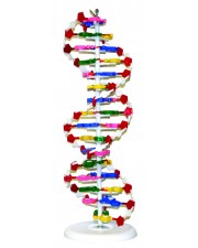 VADNA1 DNA Model 