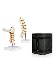VBM-B4 Cervical Spinal Column & Lumbar Spinal Column Set with Carrying Case  