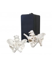 VBM-B6 Male and Female Pelvis Skeleton Set with Carrying Case 